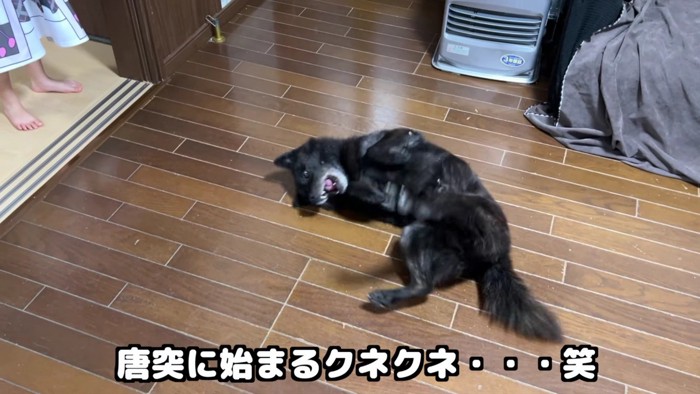 お散歩を終えた一休さん