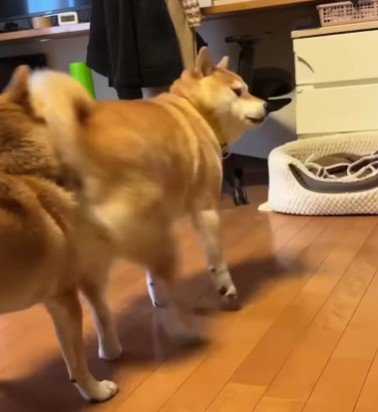 ヒップアタックで攻撃！