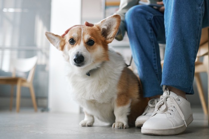 足元に近寄ってきた犬