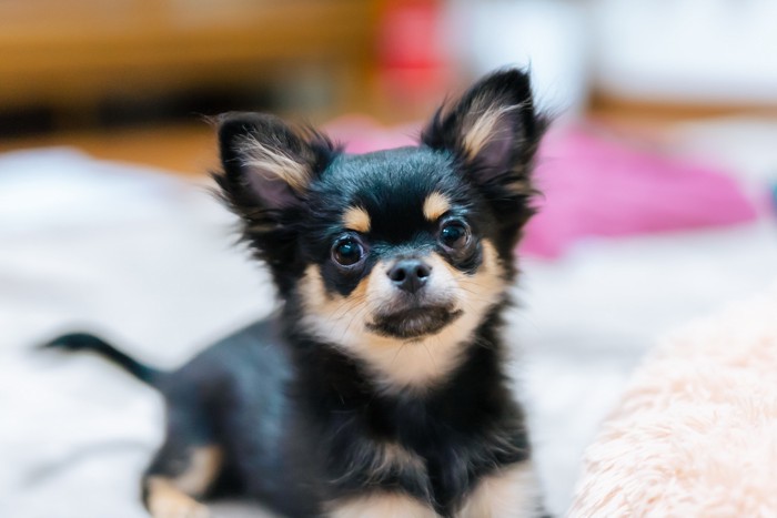 室内の床に伏せて正面を見つめる黒いチワワの子犬