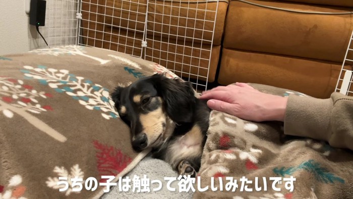 トントンはルークちゃんの要望！！