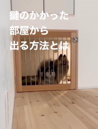 出してほしい犬たち