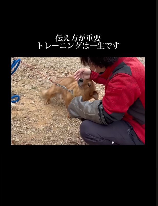 撫でてもらいながら体勢を低くする犬