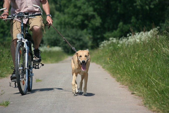 自転車に乗りながら犬を散歩させる人