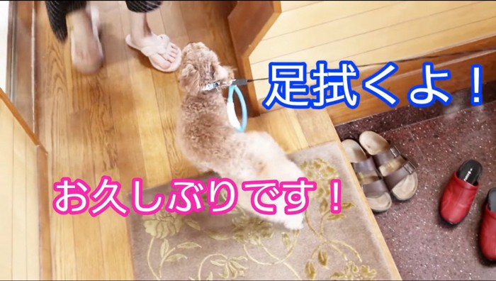 老年女性に近寄る犬