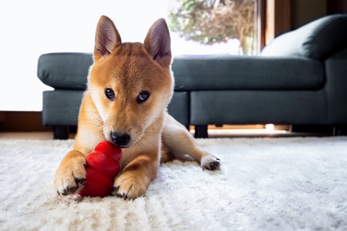 コングで遊ぶ犬