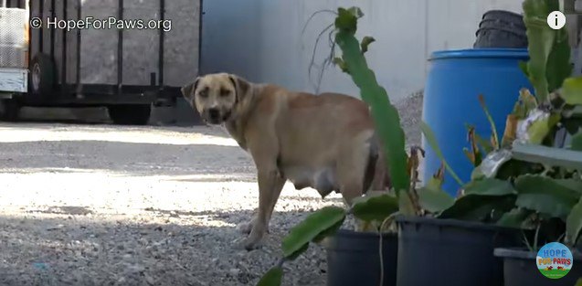 振り返って警戒する母犬