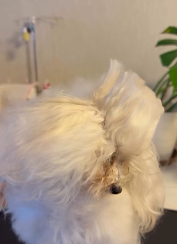 下を向く糸ちゃん