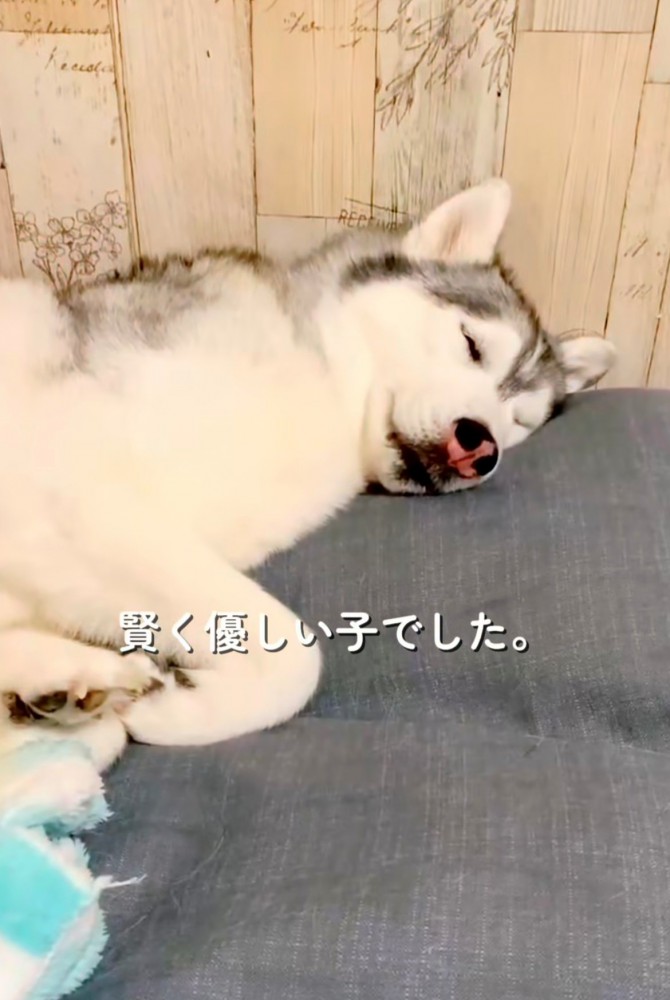 眠る犬