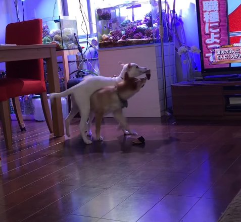 姉犬の上に乗った妹犬