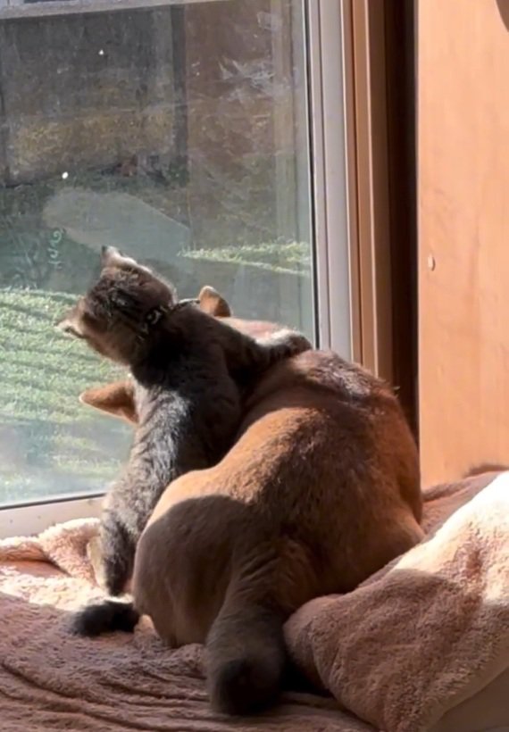 あんずちゃんに手を伸ばすゆずくん