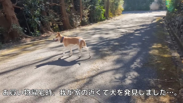 迷子犬を発見！