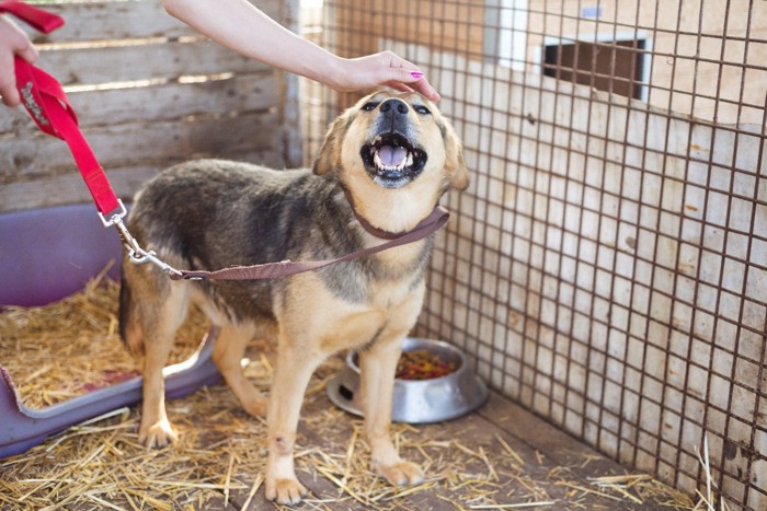 犬舎の中で犬を撫でる女性