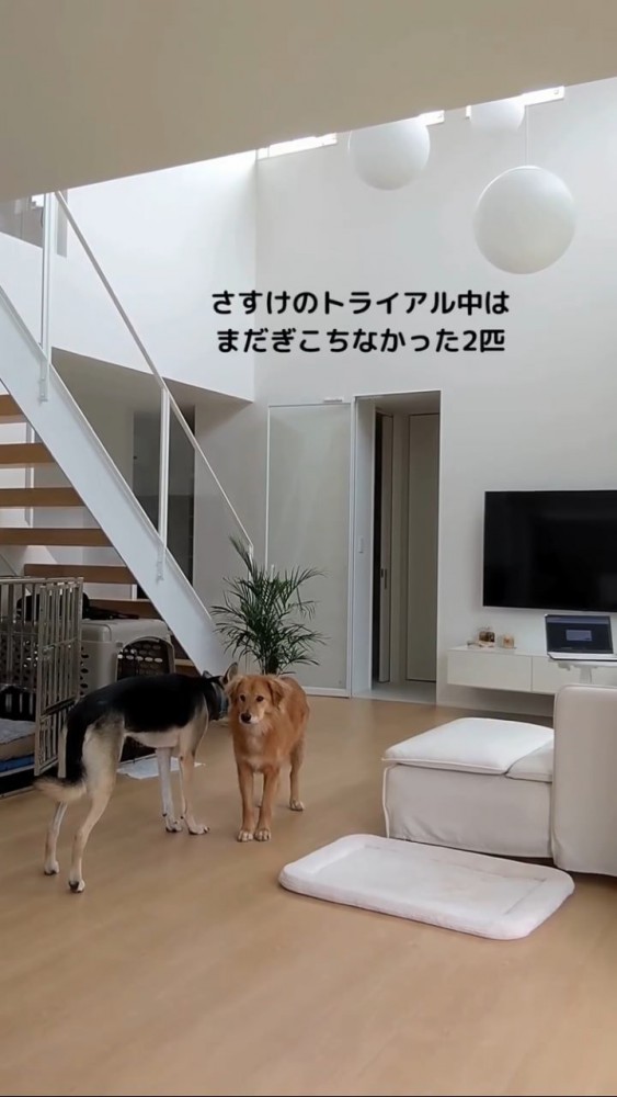 お尻を嗅ぐ黒い犬と立ち尽くす茶色い犬