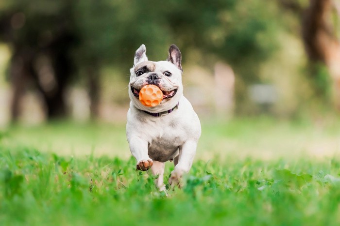 ボールをくわえて走る犬