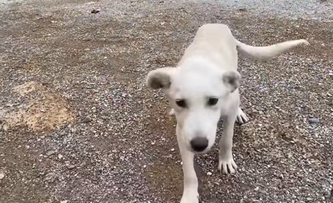 近づく子犬