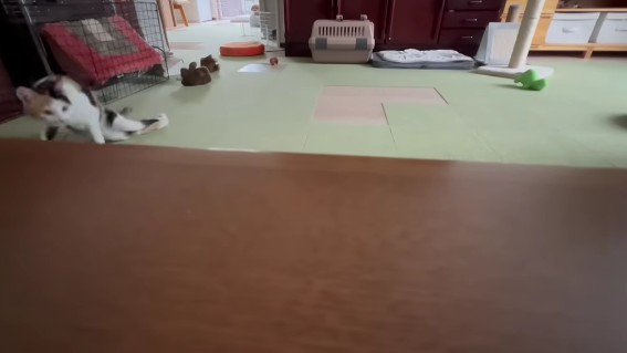 逃げるにゃー