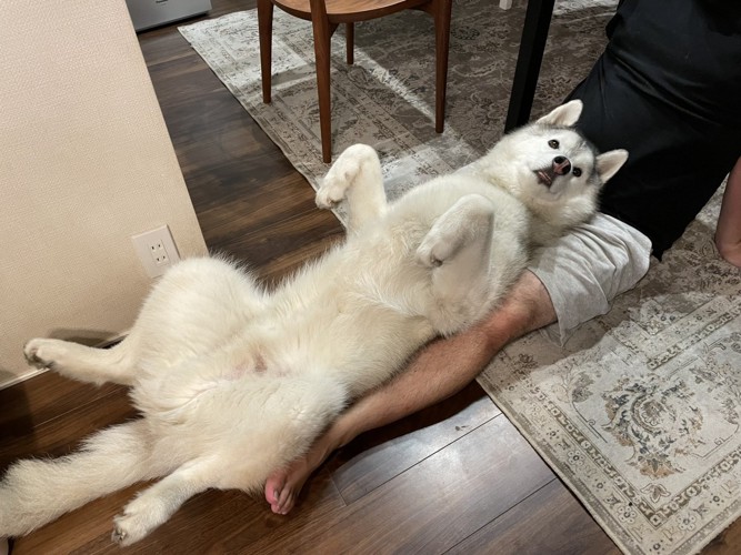 同じ犬
