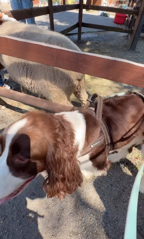 顔を逸らす犬