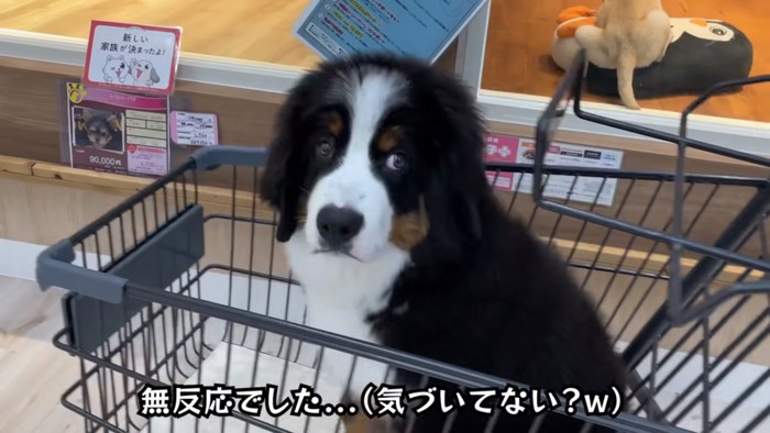 子犬たちに無関心などんちゃん