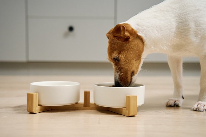 ご飯を食べている犬