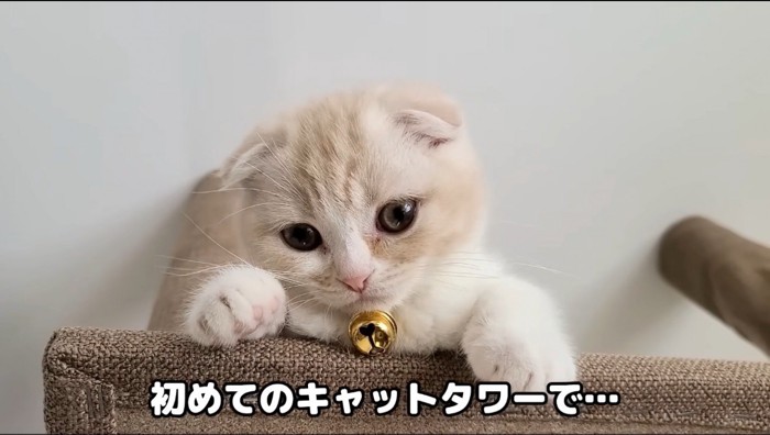 カメラを見つめる子猫