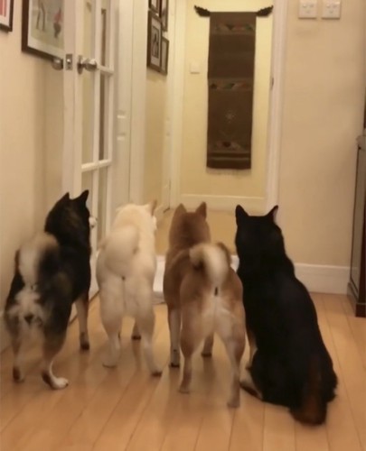 通路へ向かう3匹の犬