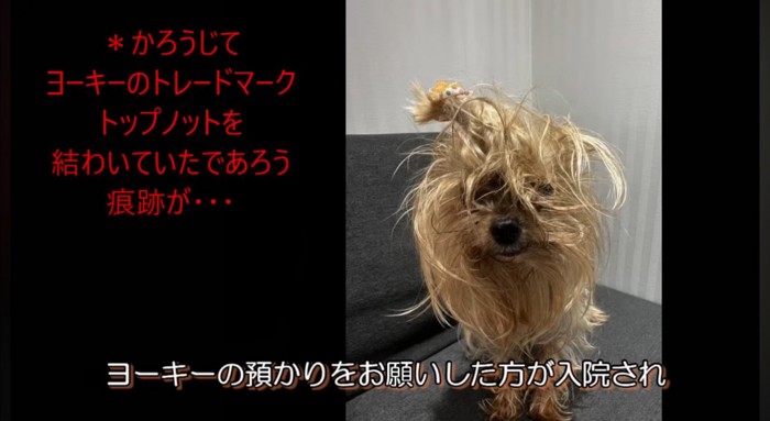 毛がボサボサになっているメスの老犬