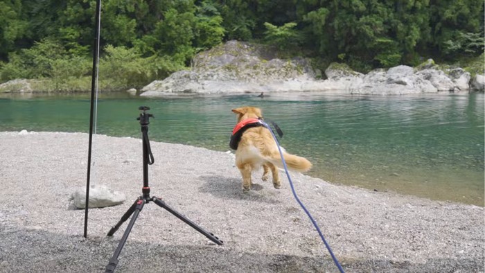 駆けだす犬