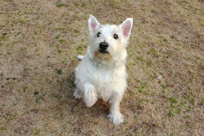 座って手を上げる白い犬