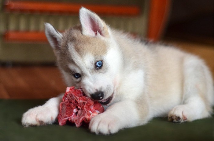 肉をかじろうとする犬