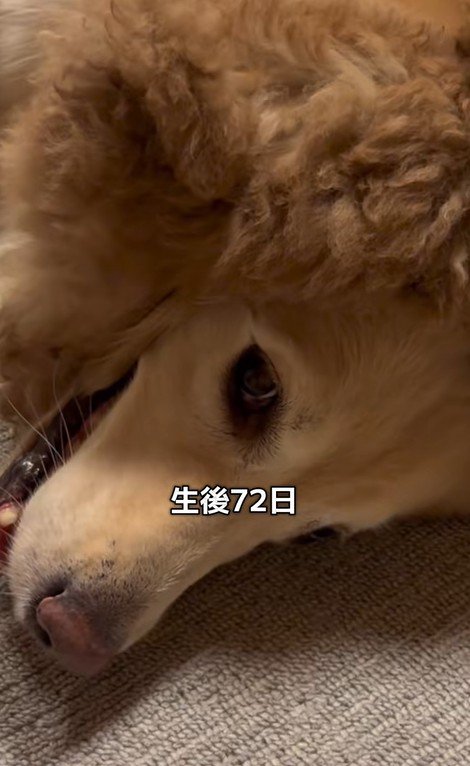 みるくちゃんと蘭ちゃん5