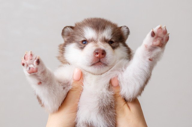 アラスカンマラミュートの子犬