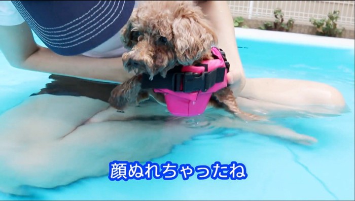 プールに浸かり顔が濡れた犬