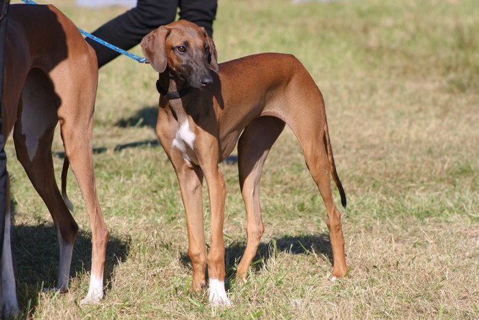 成犬の隣で周囲を観察する子犬のアザワク