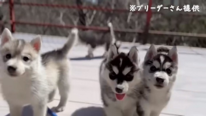 ハスキー子犬たち