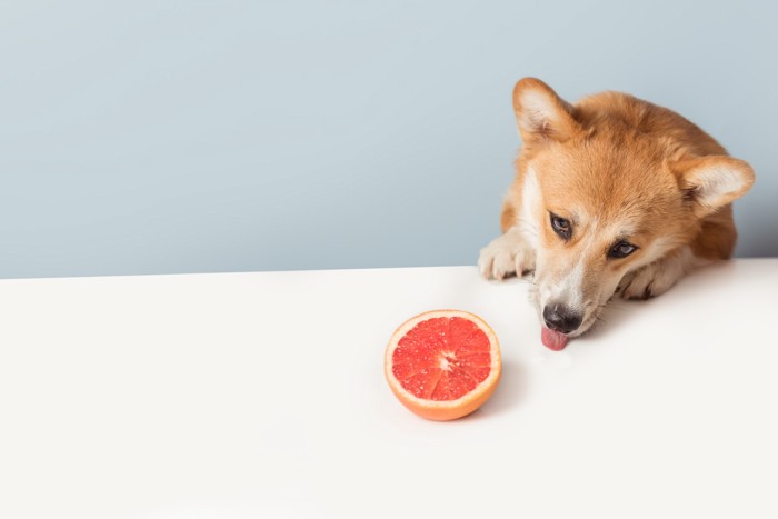 テーブルの上に置いてあるグレープフルーツに興味を示す犬