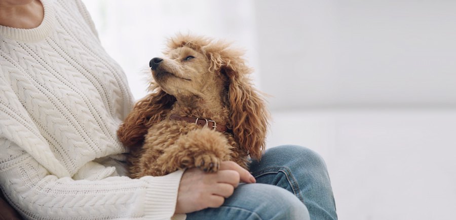 飼い主の膝の上に乗って飼い主の顔を見つめる犬