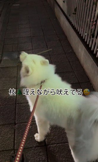 口に枝を加えた白い犬2