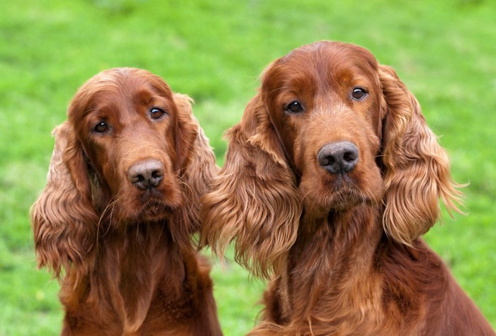 茶色い2頭の犬のアップ