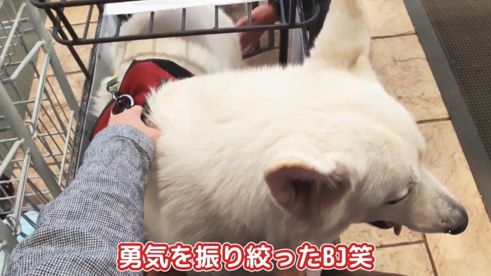 やっと乗ってくれました