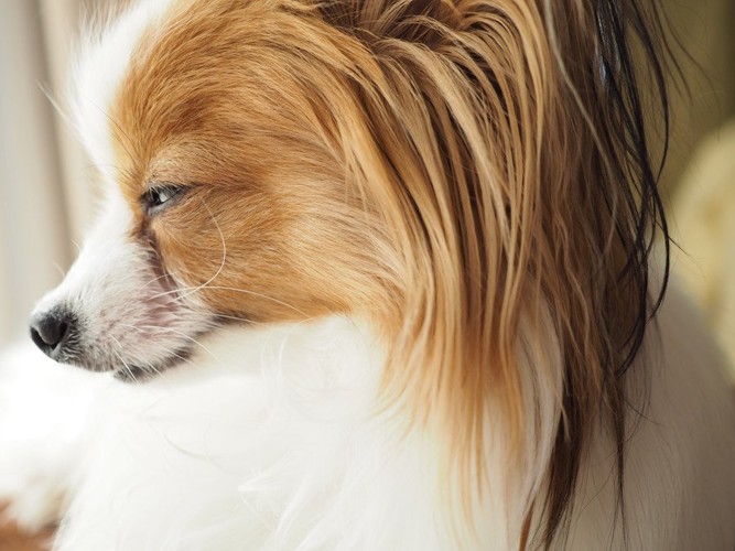 眠そうに目を細める犬