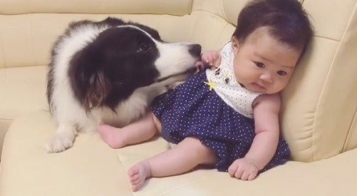 赤ちゃんの顔をのぞき込む犬