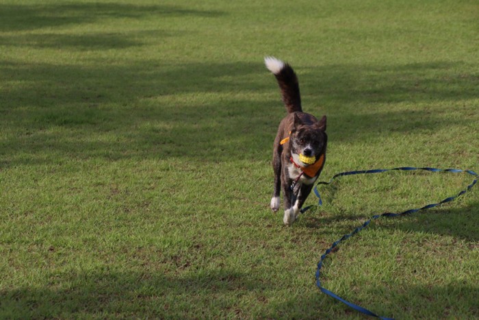 ロングリードを着用する犬