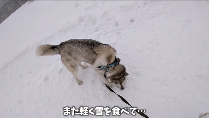 ゲレンデの雪を食べるハスキー犬