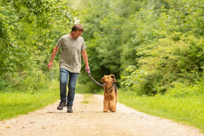 森林の中をお散歩中の犬