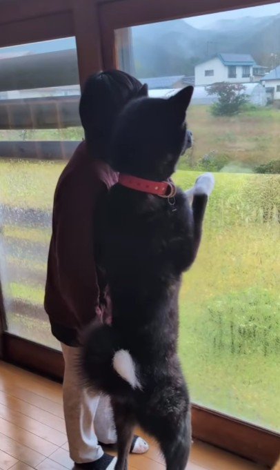 実は秋田犬でした!