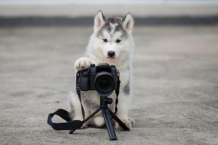 カメラを構える犬