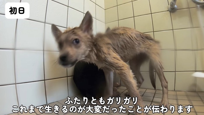 ガリガリに痩せて怯えていた