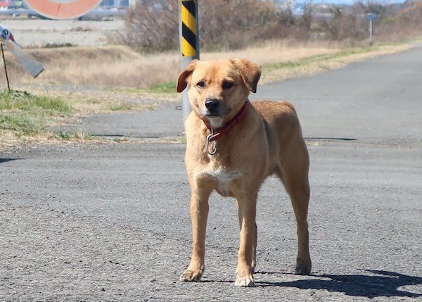 道路に佇んでいる迷い犬